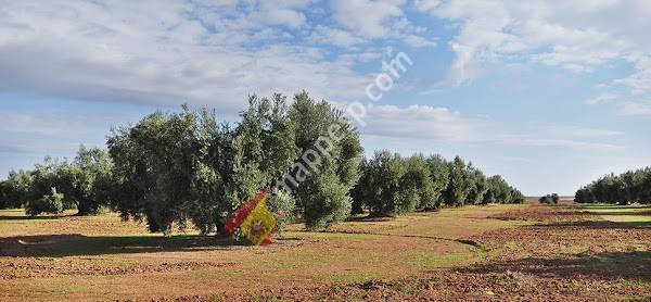 ACEITES COTOAL SL