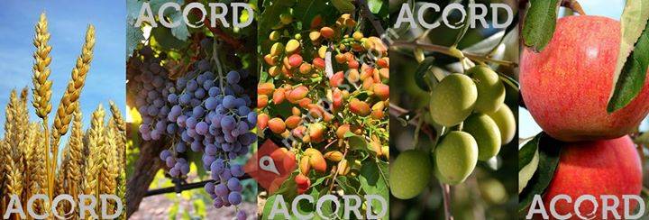 ACORD