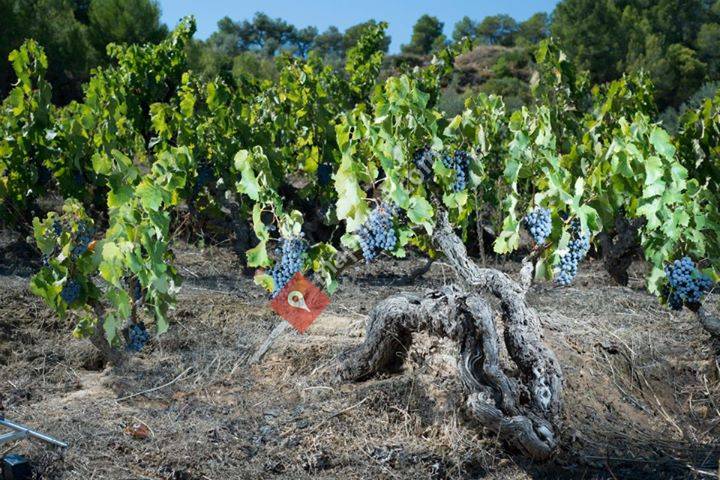 Acustic Celler