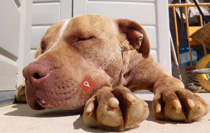 ADEA VD Associació defensora d'animals abandonats Vilassar de Dalt