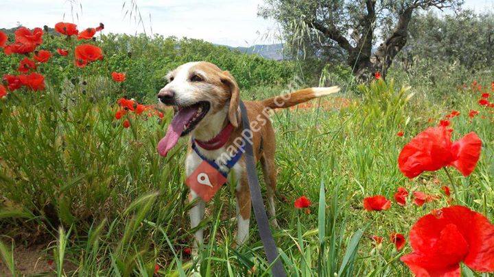 Adopcions responsables ARBRA