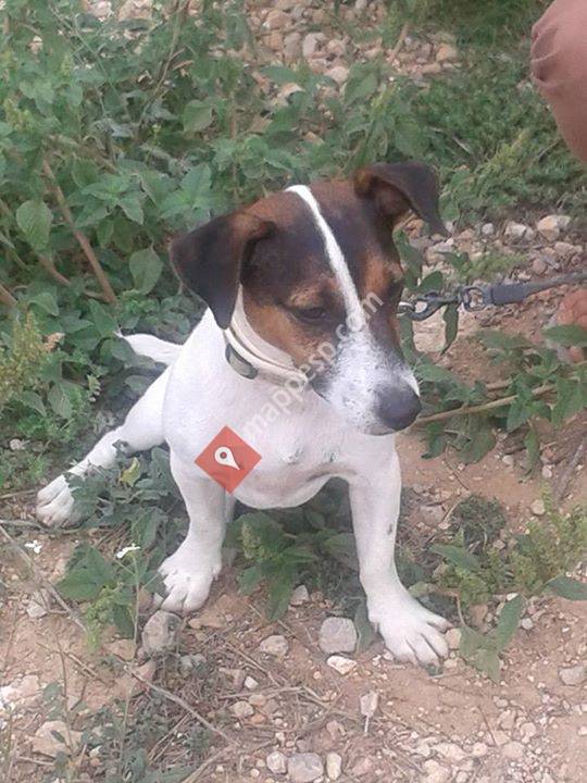 Adopta Vendrell