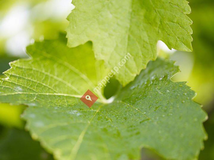 ADVANTAGE AUSTRIA España