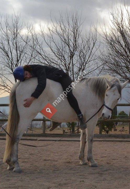 Aedeq Asociación Española De Equinoterapias
