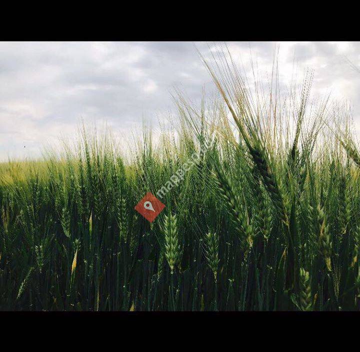 Agrosemillas