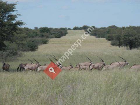 americahunting.com  Caza En Africa