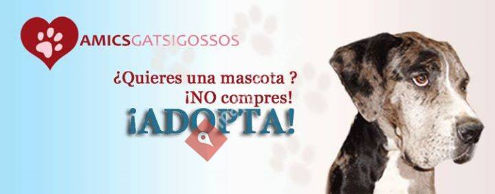 Amics dels gats i dels gossos