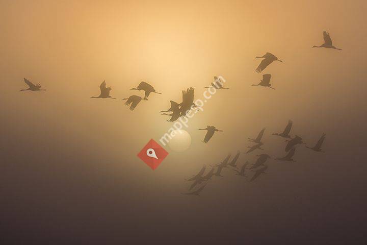 Amigos de Gallocanta