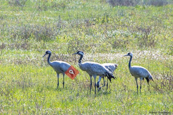 Andalucia Nature Trips