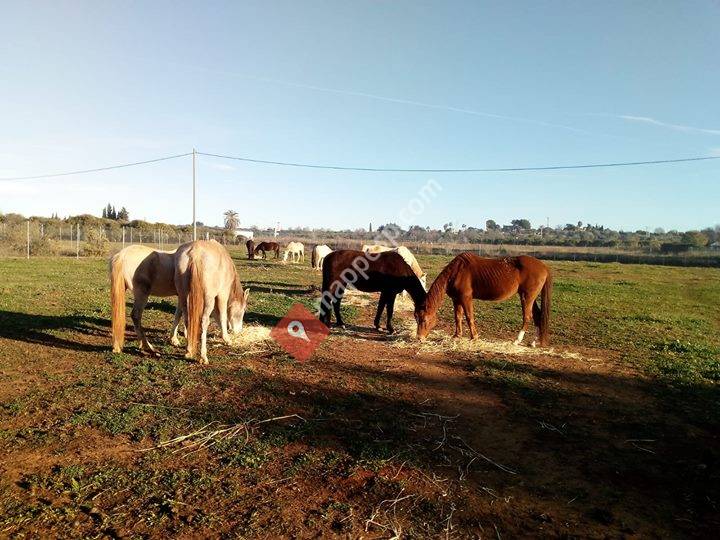 APAC Protectora Amigos del Caballo