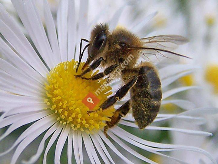 Apijuneda apicultura - Tienda de material apícola y productos de las abejas