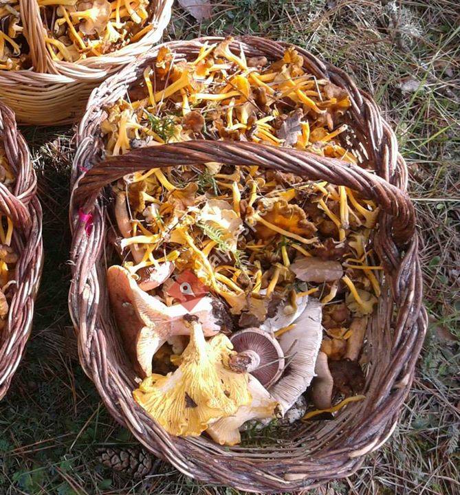 Aprèn, Serveis Ambientals