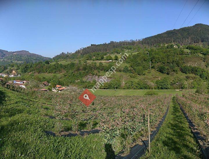 Arándanos la Solayera