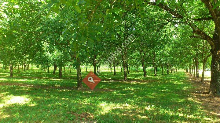 Arboforest, nogal híbrido y más