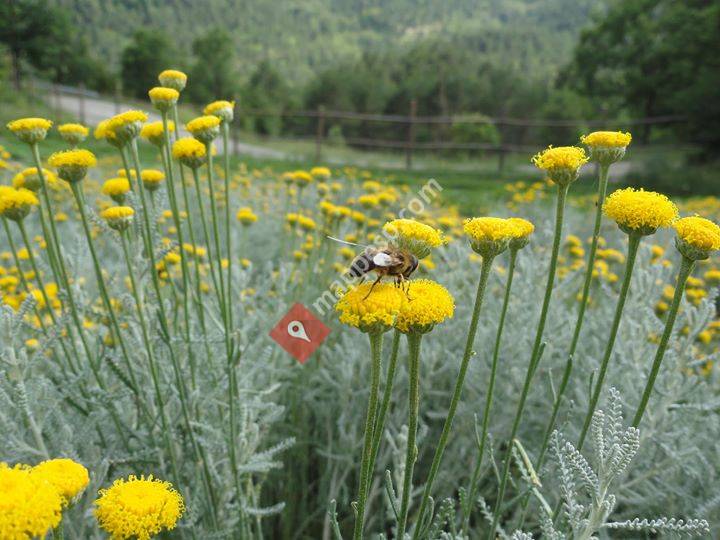 AROMIK