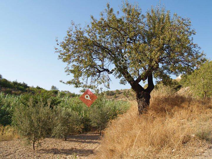 Asociación de Vecinos de Gebas