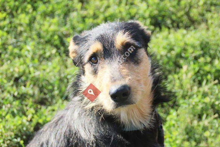 Associació Protectora d'Animals Terra de Vents