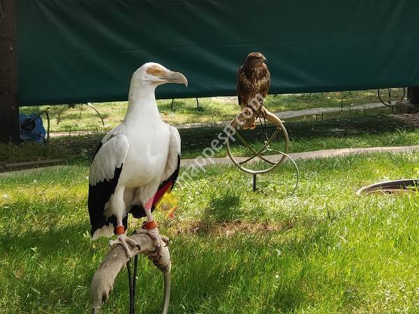 Aves rapaces de cabarceno