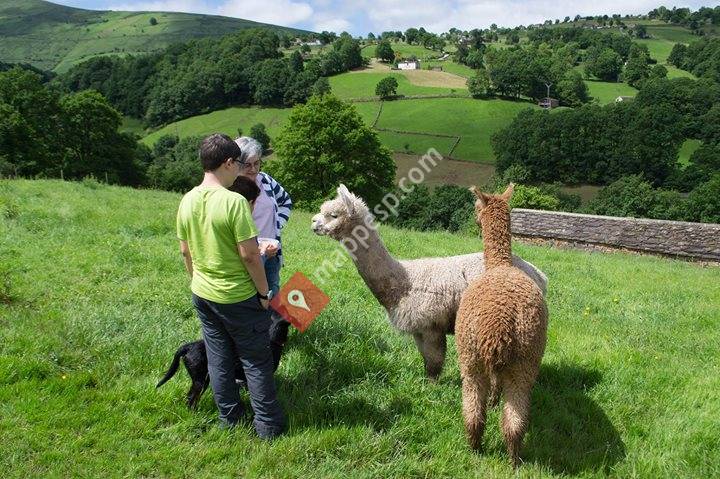 Bigbang Alpacas
