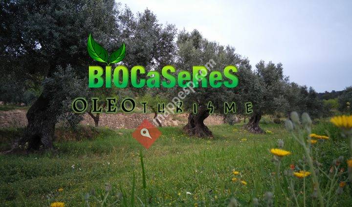 BioCaseres Oleoturisme Oli Ecològic
