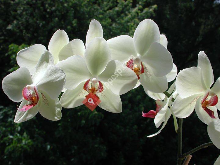 Biplantol