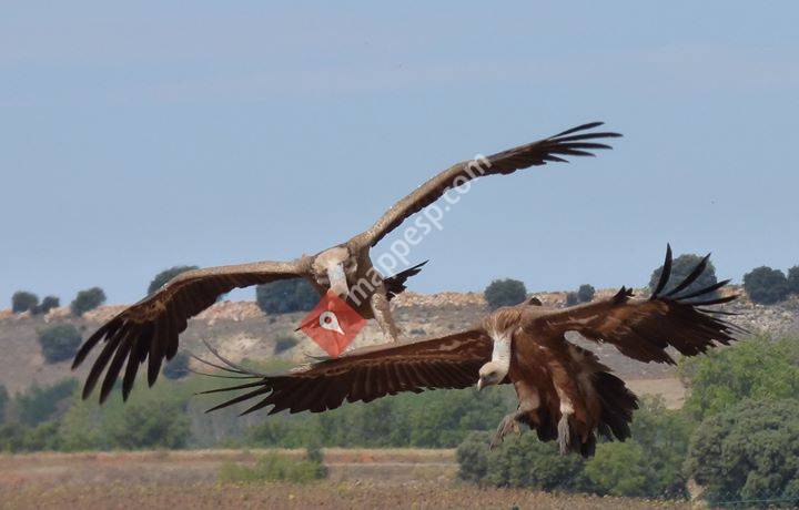 BIRDS in SPAIN