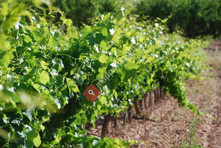 Bodega Serra de Cavalls