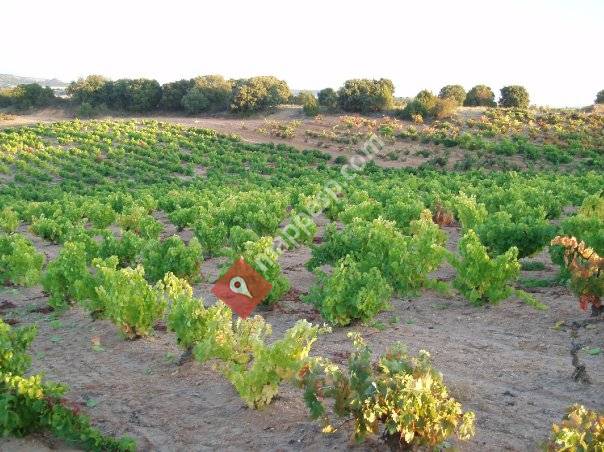Bodegas Antonio Alcubilla