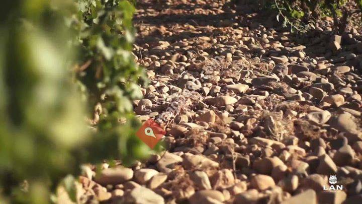 Bodegas LAN