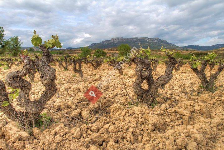 Bodegas Moraza