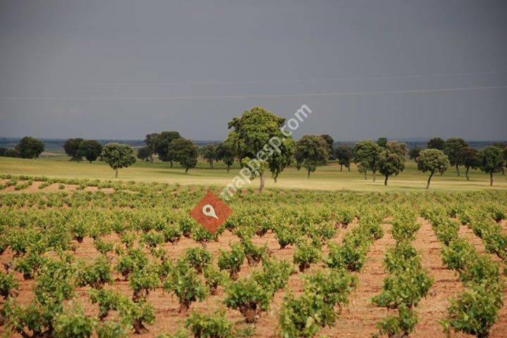 BODEGAS PINUAGA