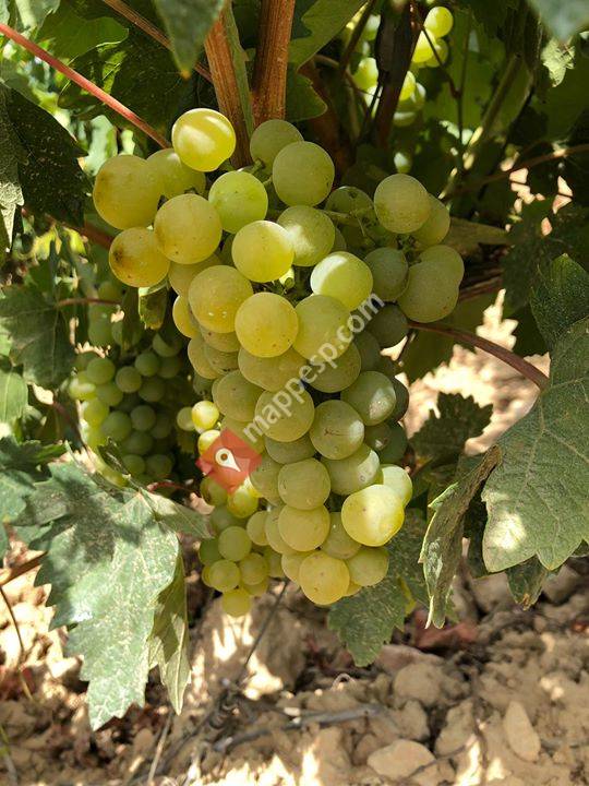 Bodegas Sonsierra