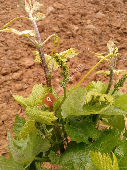 Bodegas y Viñedos Ortega Ezquerro