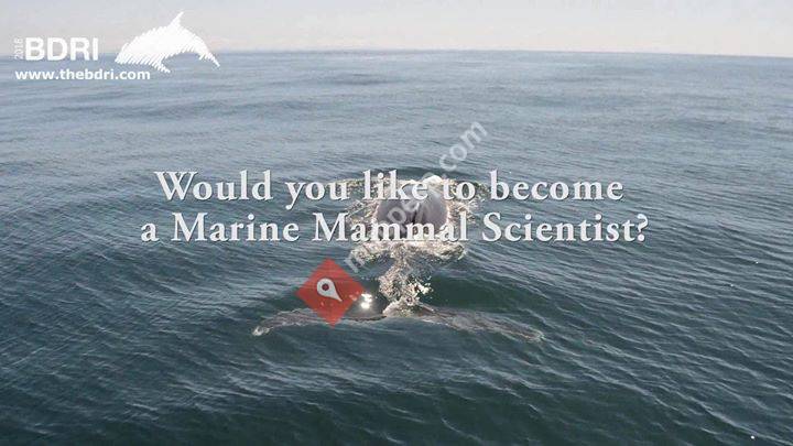 BOTTLENOSE DOLPHIN RESEARCH INSTITUTE - BDRI