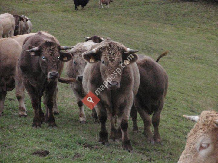 Brañalbuey Buey Brañeiro