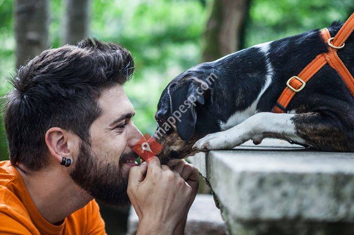 Budadog