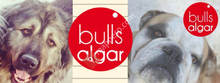 Bullsalgar