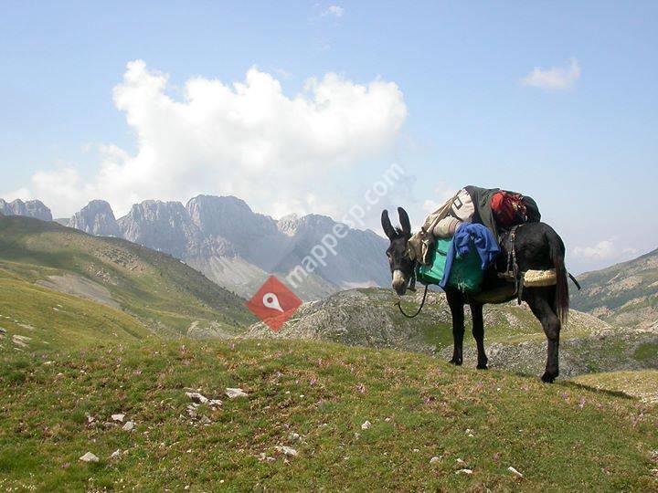 Burros-trekking