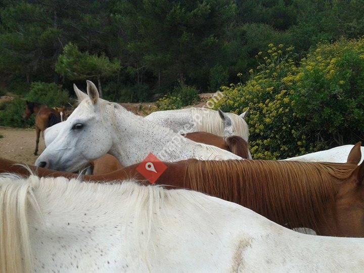 Caballo Descalzo