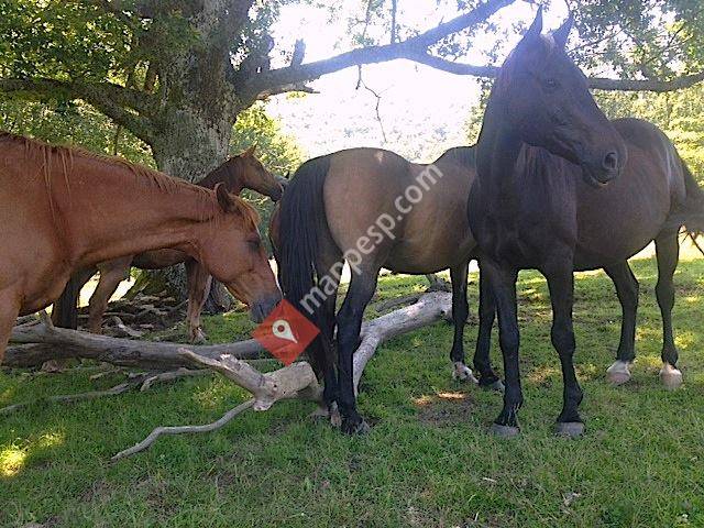 Caballos del bosque
