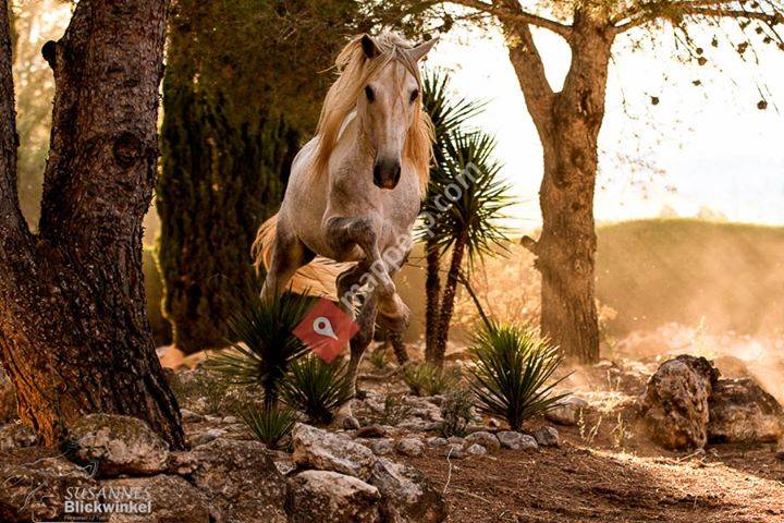 Caballos Medina Albors