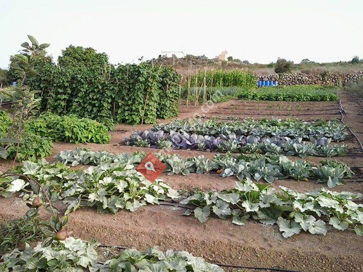 Canarias Ecológica