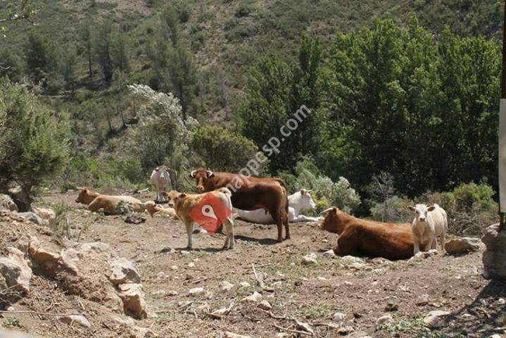 Carnes Castillo
