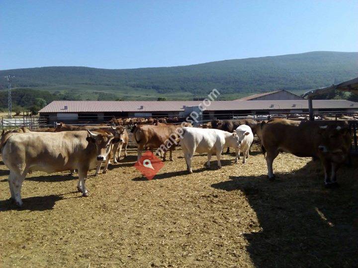 Carnicería  La Pila