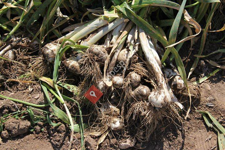 Carrascosa De Haro, Castilla-La Mancha, Spain