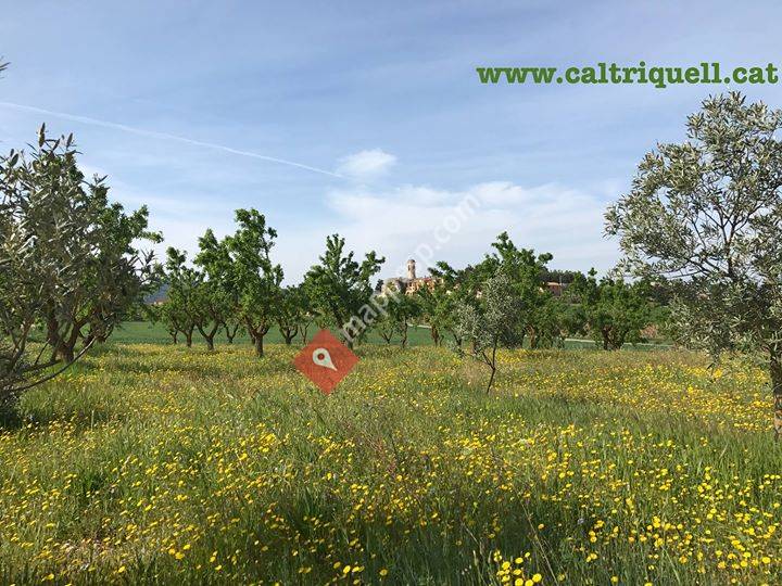 Casa Rural Cal Triquell