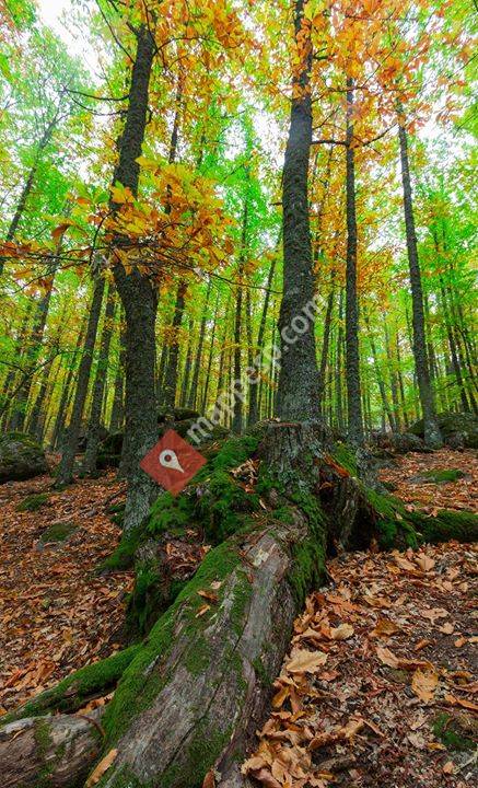 Castañar De El Tiemblo