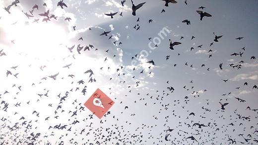 Catalunya Sud Racing Pigeon Club