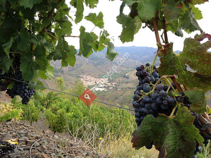 Celler Abelló