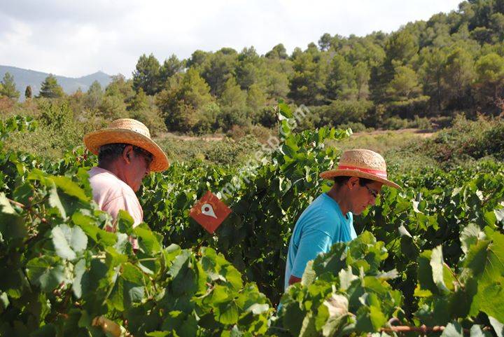 Celler Carles Andreu